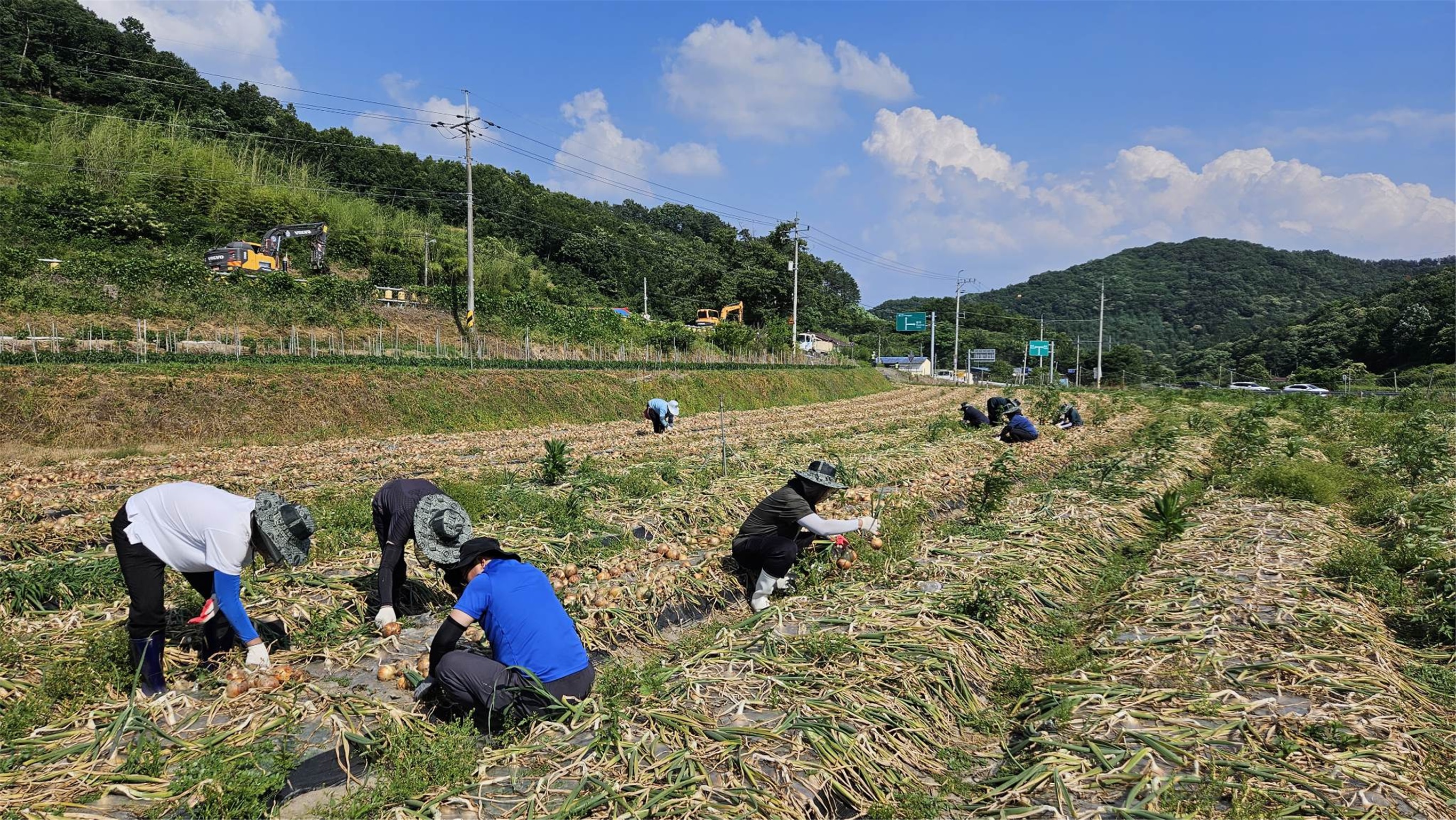 화산면일손돕기.jpg