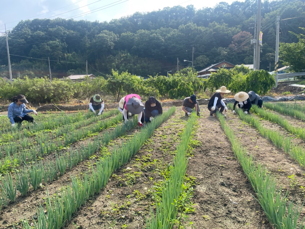 소양면일손돕기.jpg