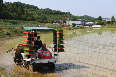 용진읍사랑의벼재배모내기행사(7).JPG